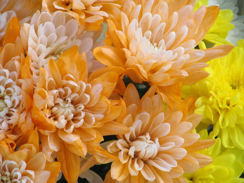 Orange and Yellow Chrysanthemums