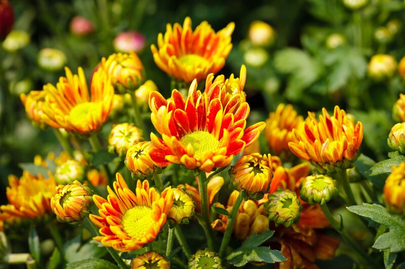 Orange and Yellow Chrysanthemums — Vibrant, Afternoon, Photograph