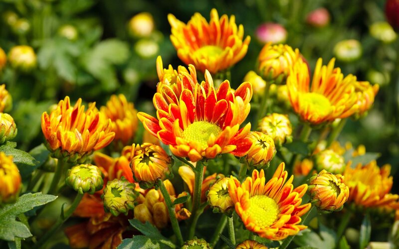 Orange and Yellow Chrysanthemums — Vibrant