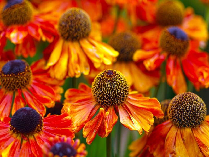 Orange and Yellow Coneflowers