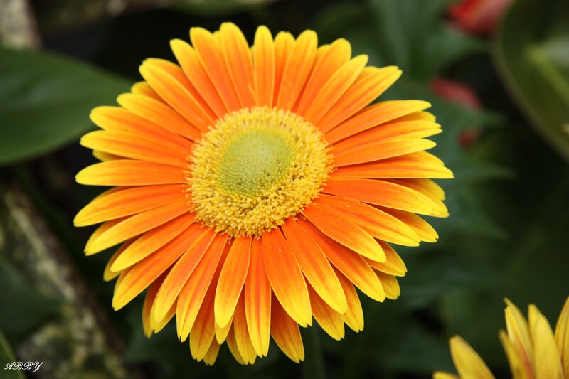 Orange and Yellow Daisy