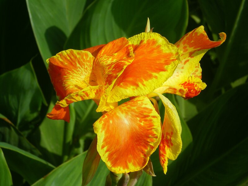 Orange and Yellow Flower