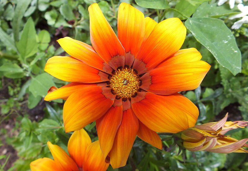 Orange and Yellow Flower — Vibrant