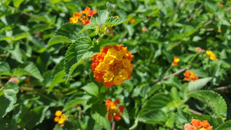 Orange and Yellow Flowers — Bright, Afternoon