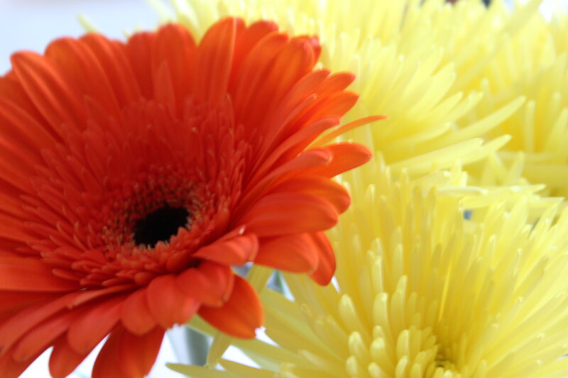 Orange and Yellow Flowers — Bright, Photograph