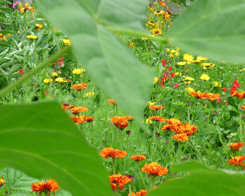 Orange and Yellow Flowers — Green