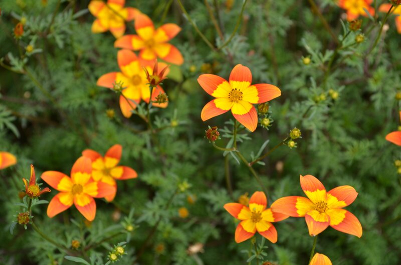 Orange and Yellow Flowers — Natural, Afternoon