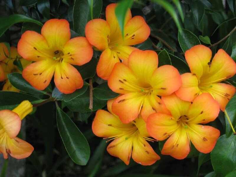 Orange and Yellow Flowers — Natural, Photograph