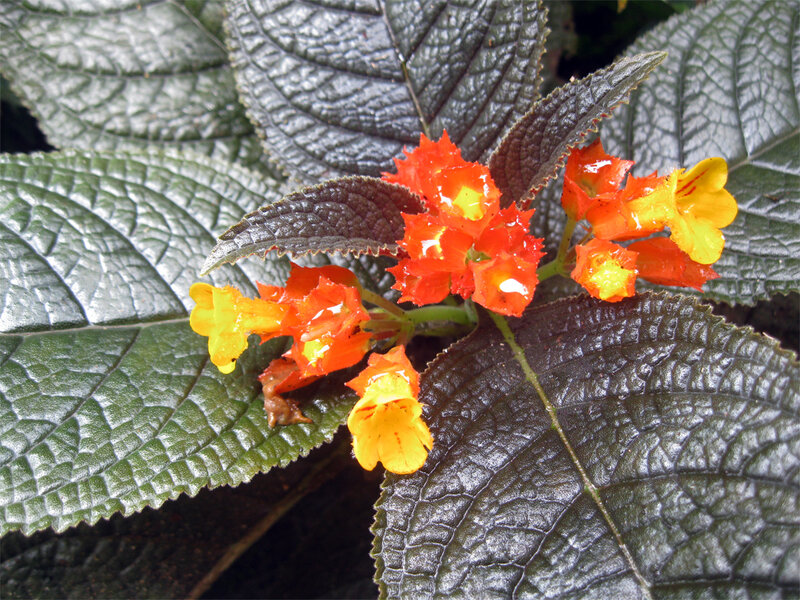 Orange and Yellow Flowers — Natural