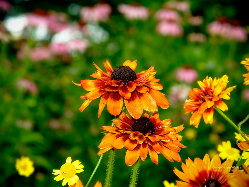 Orange and Yellow Flowers — Serene
