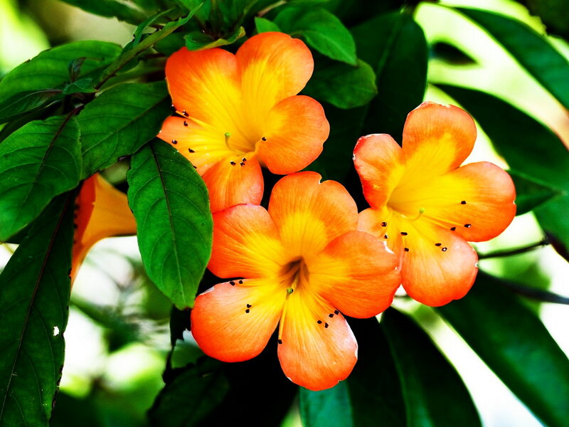 Orange and Yellow Flowers — Vibrant, Afternoon, Photograph
