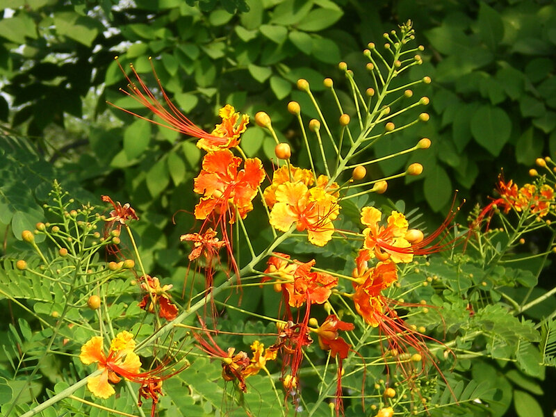 Orange and Yellow Flowers — Vibrant, Afternoon