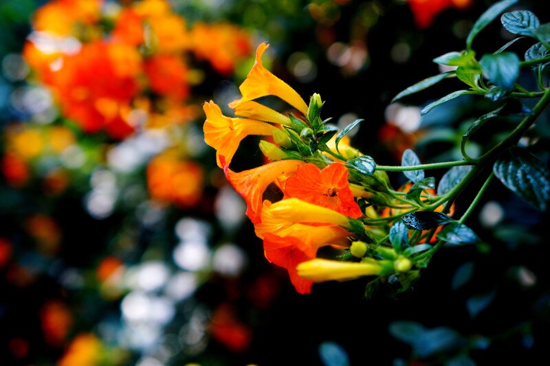Orange and Yellow Flowers — Vibrant, Photograph, Leaves
