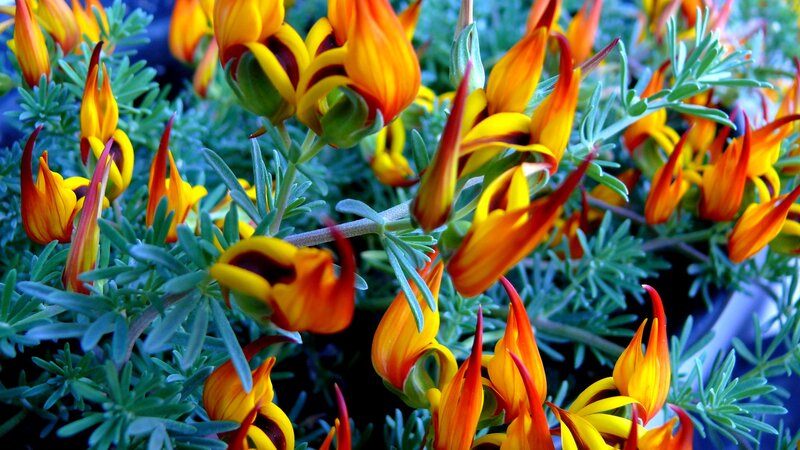 Orange and Yellow Flowers — Vibrant, Photograph