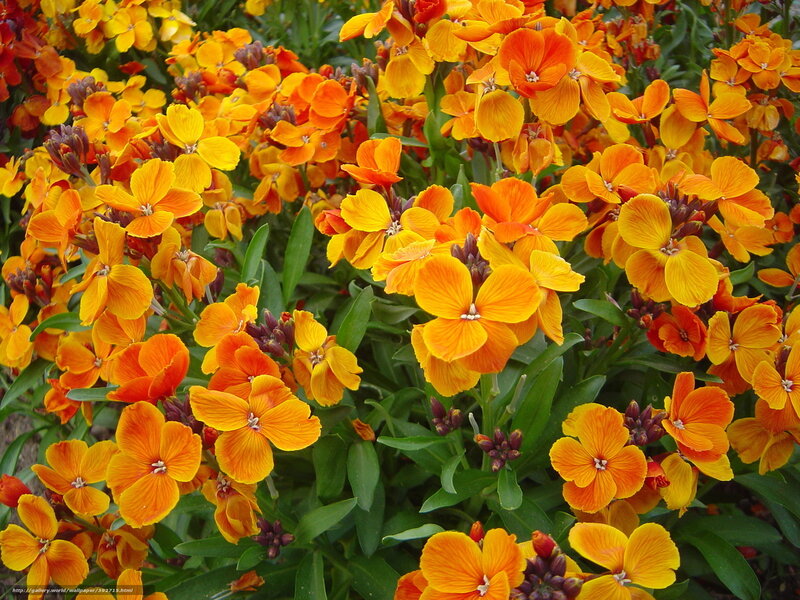 Orange and Yellow Flowers — Vibrant, Spring