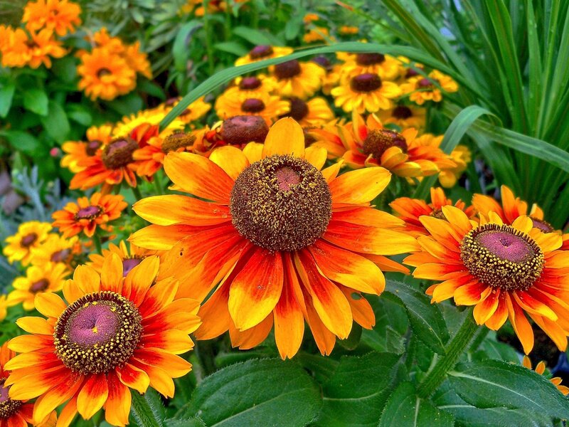 Orange and Yellow Flowers — Vibrant, Summer