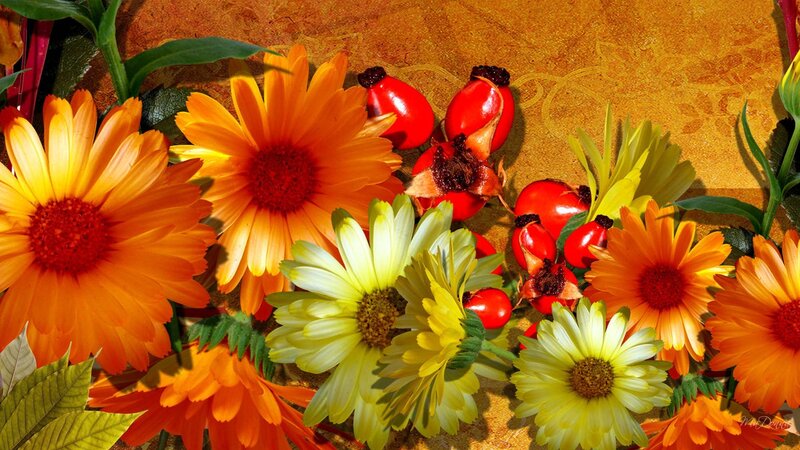 Orange and Yellow Flowers — Vibrant