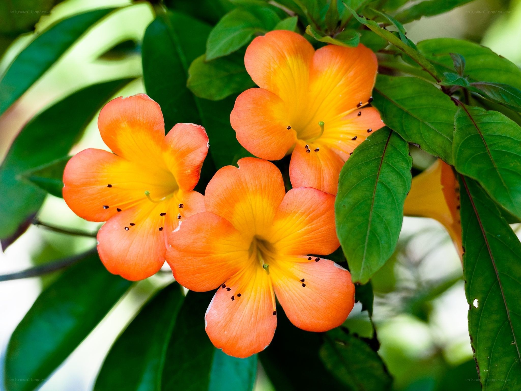 orange and yellow flowers