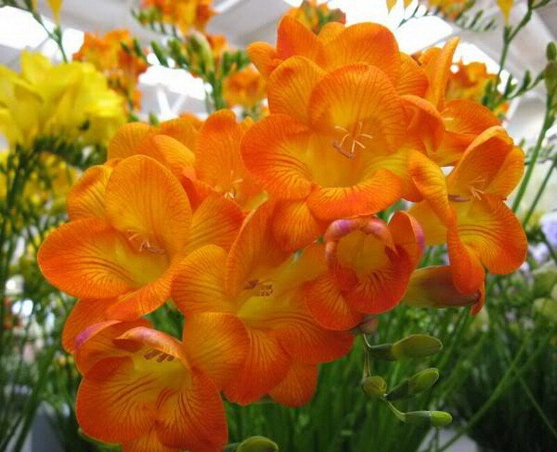 Orange and Yellow Freesia Flowers