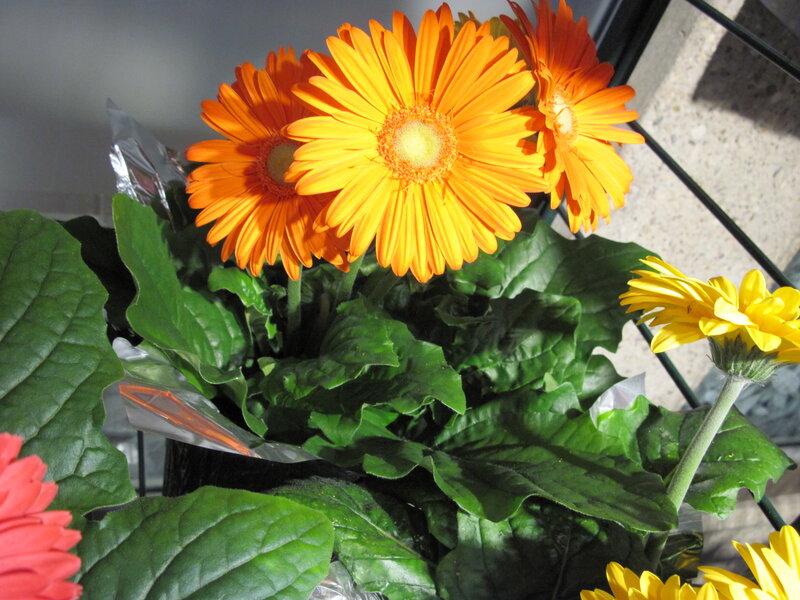 Orange and Yellow Gerbera Daisies — Bright