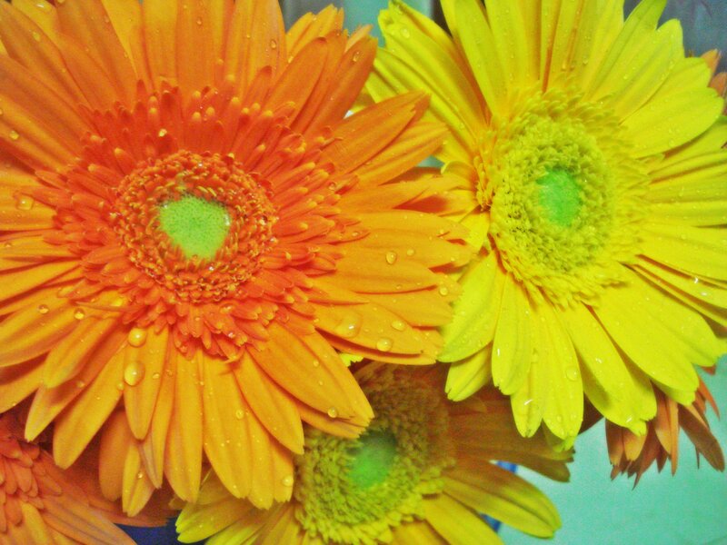 Orange and Yellow Gerbera Daisies