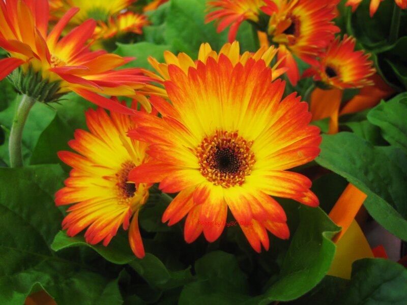Orange and Yellow Gerbera Daisies — Vibrant