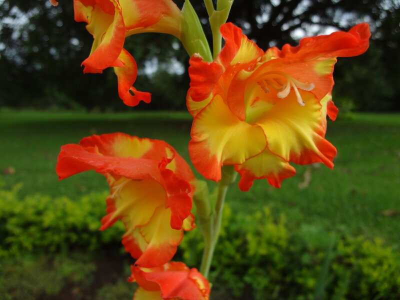 Orange and Yellow Gladiolus Flowers
