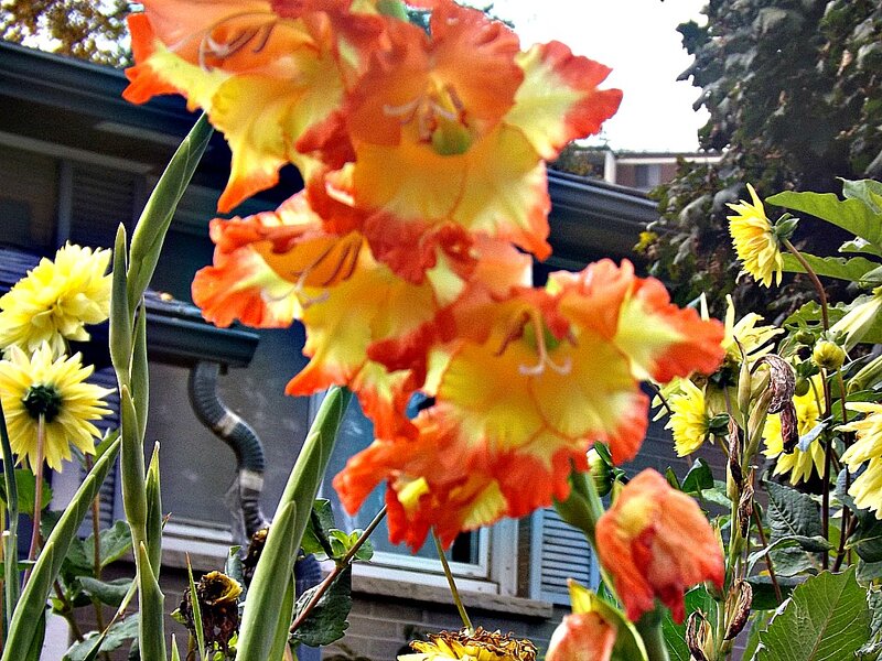 Orange and Yellow Gladiolus