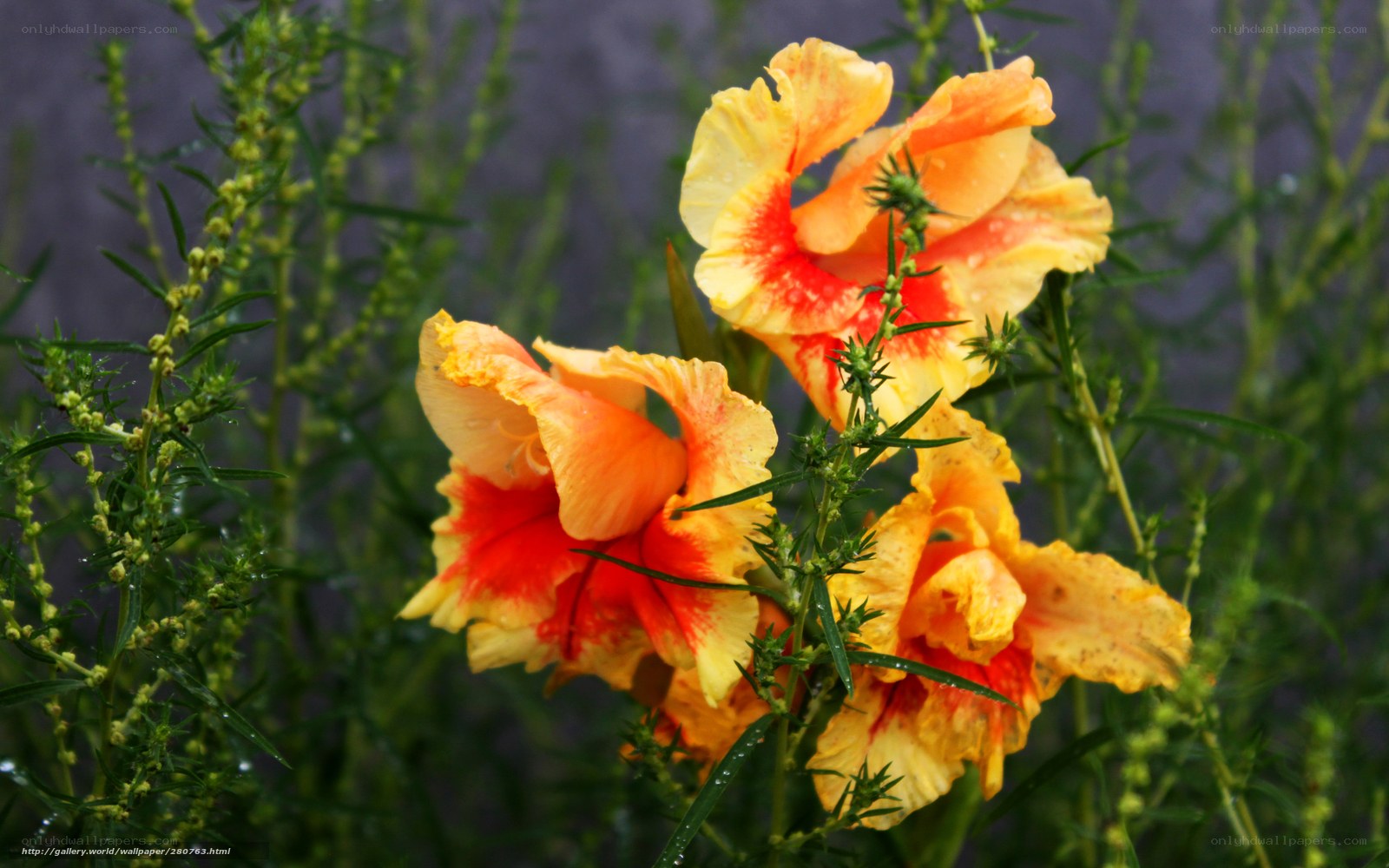 Orange and yellow hibiscus flowers