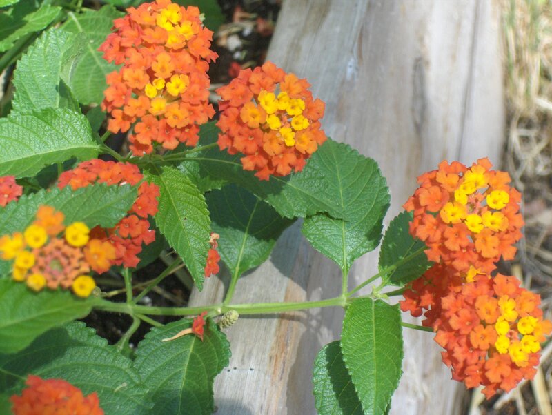 orange and yellow lantana flowers