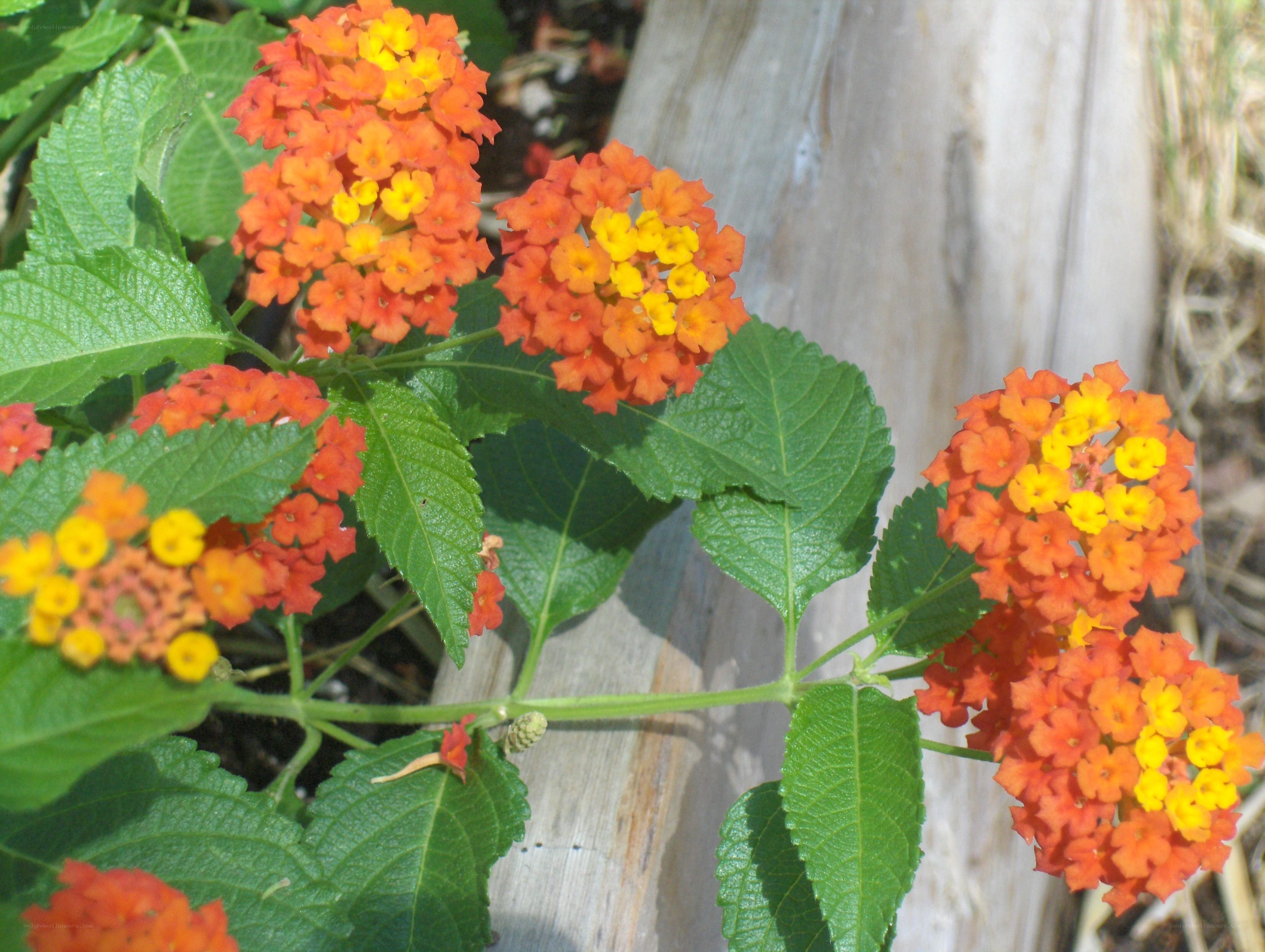 orange and yellow lantana flowers