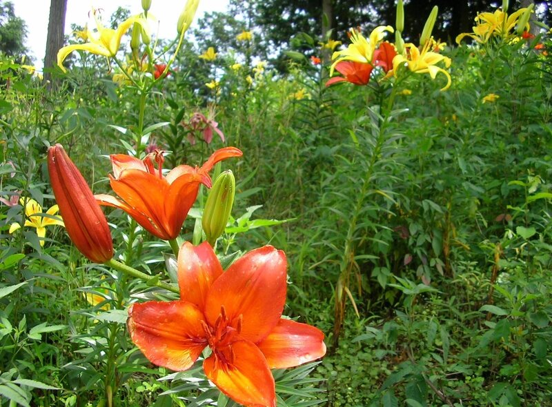 Orange and Yellow Lilies — Natural, Summer
