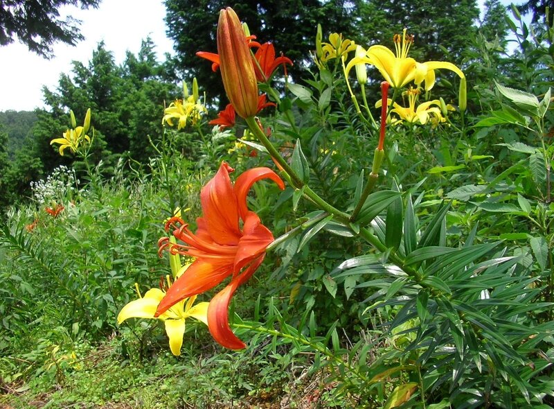 Orange and Yellow Lilies — Natural