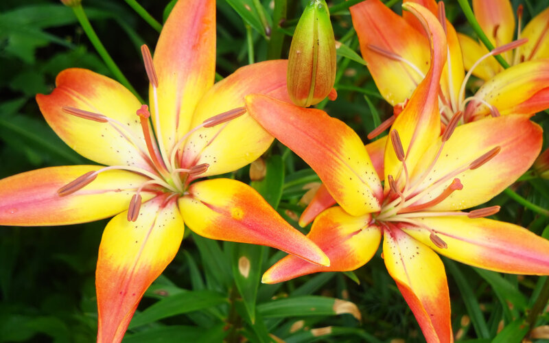 Orange and Yellow Lilies