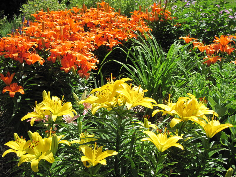 Orange and Yellow Lilies — Vibrant, Afternoon