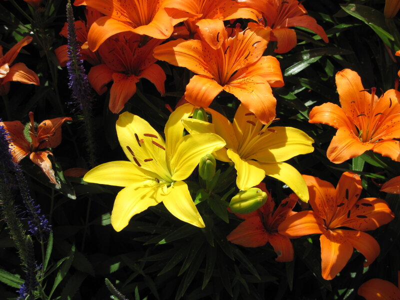 Orange and Yellow Lilies — Vibrant