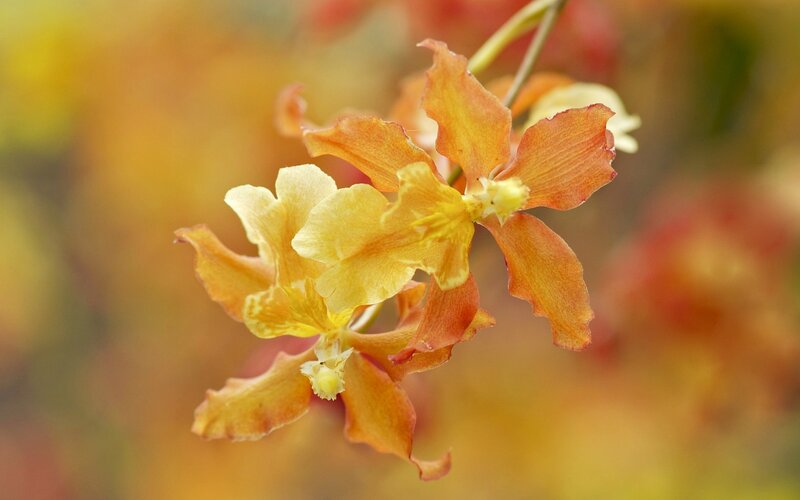 Orange and Yellow Orchid — Serene