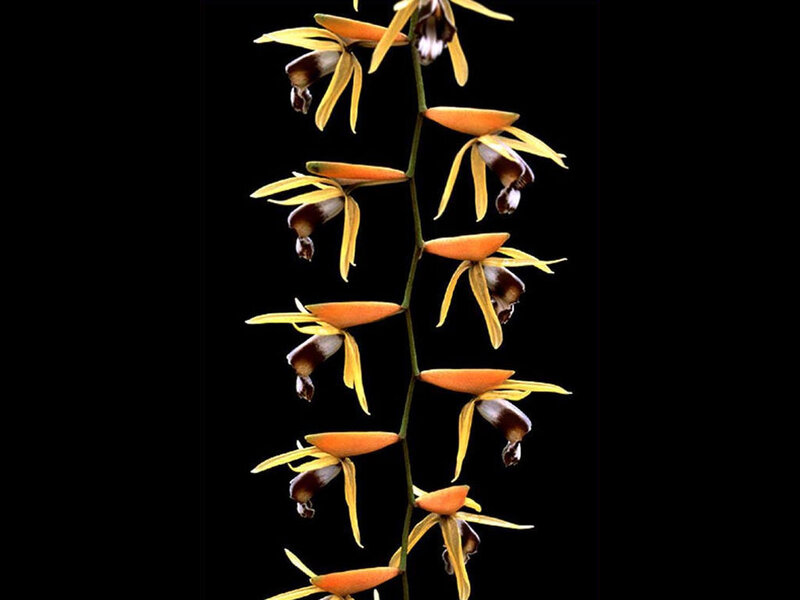 Orange and Yellow Orchid