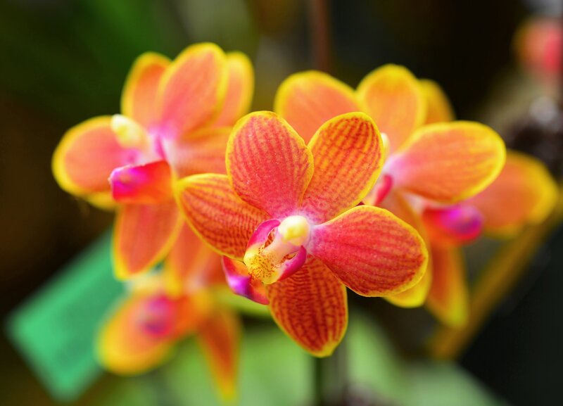 Orange and Yellow Orchid — Vibrant