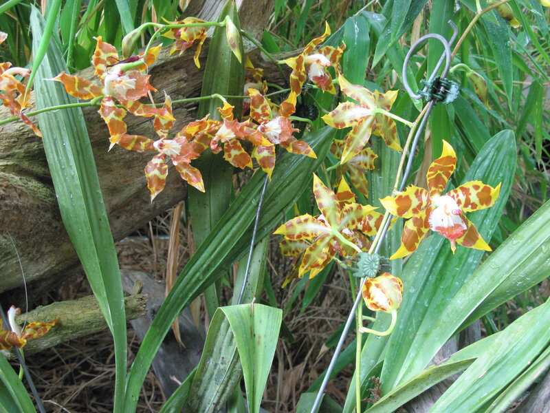 Orange and Yellow Orchids