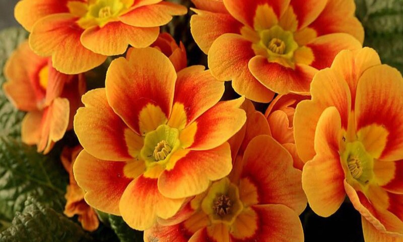 Orange and Yellow Primroses