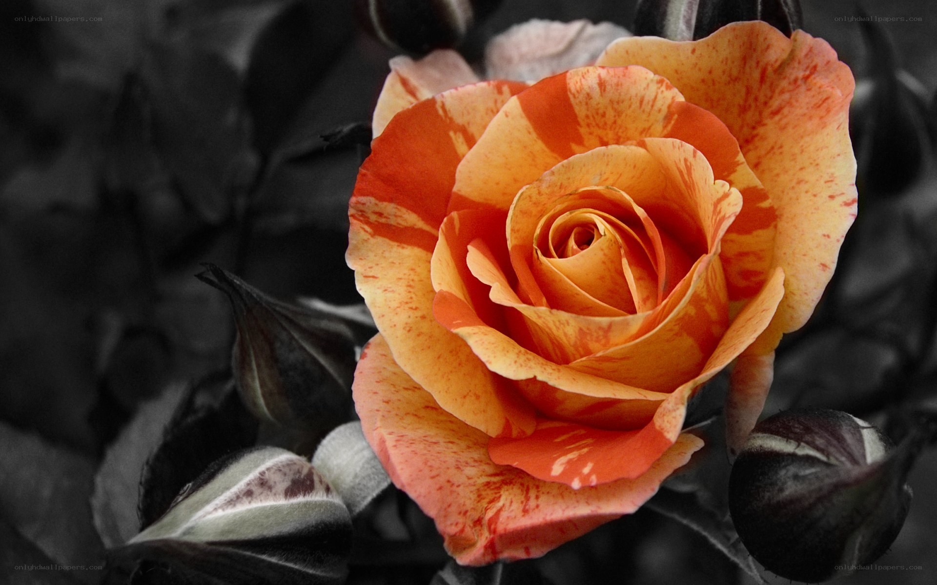 orange and yellow rose