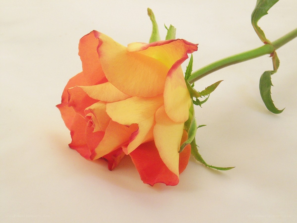 orange and yellow rose