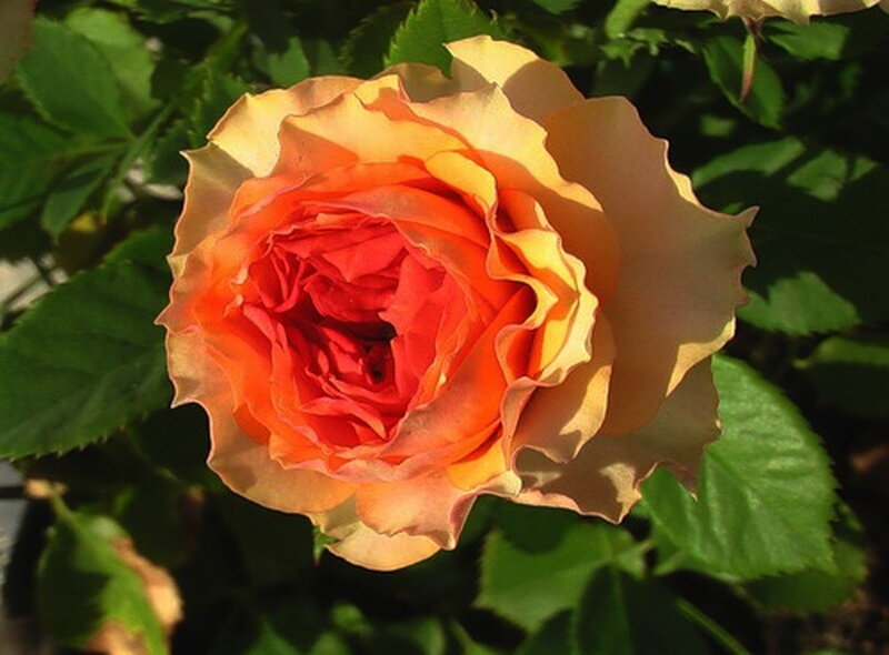 orange and yellow rose bloom
