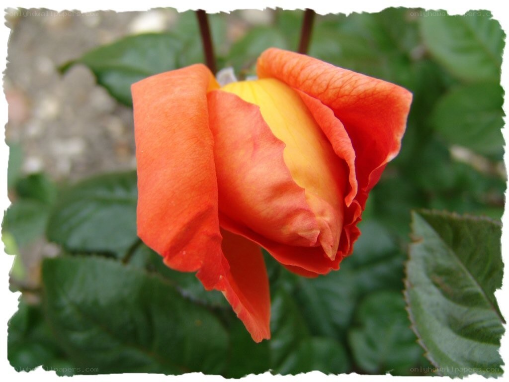 orange and yellow rose bud