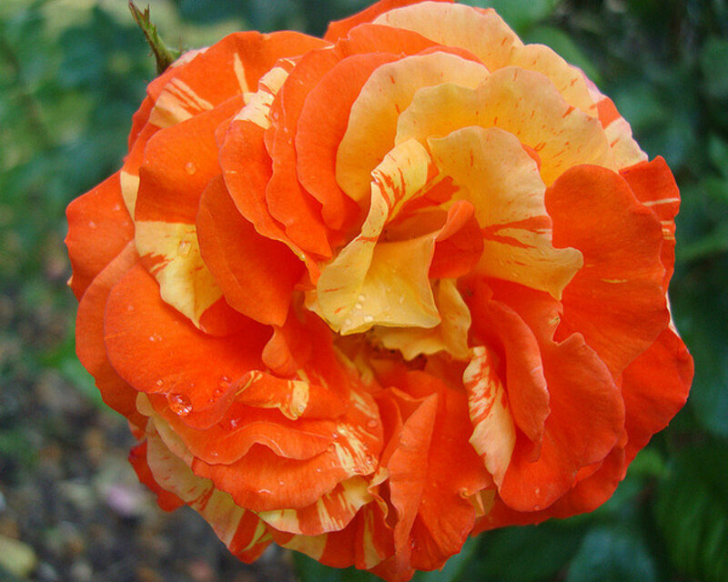 Orange and Yellow Rose — Calm, Afternoon