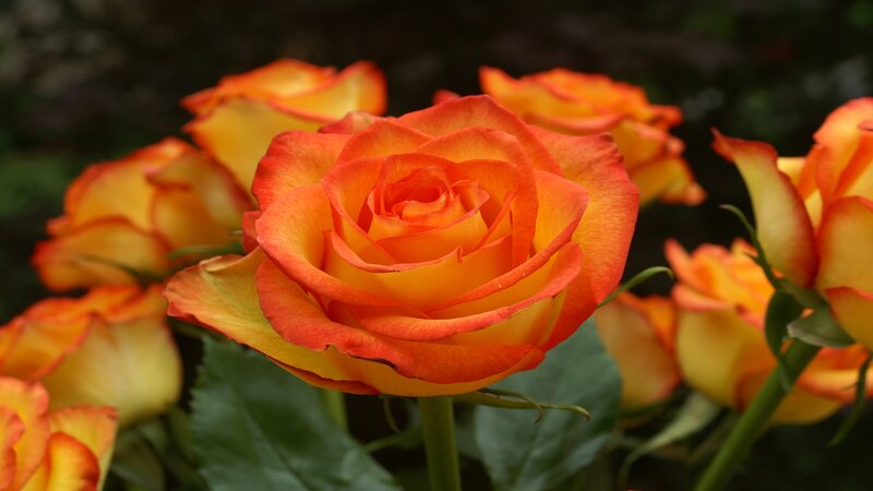 Orange and Yellow Rose — Calm, Photograph, Bloom