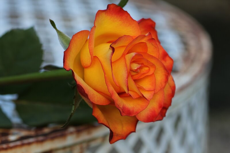 Orange and Yellow Rose — Calm, Photograph, Green Leaf