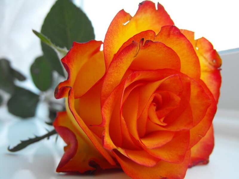 Orange and Yellow Rose — Calm, Photograph, Green Leaves