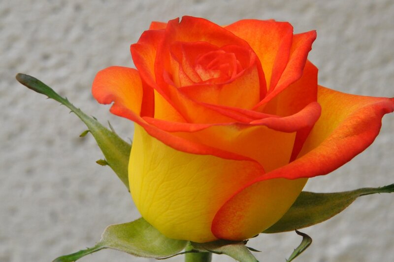 Orange and Yellow Rose — Calm, Photograph, Leaf